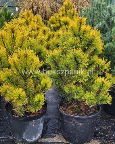 Sosna kosodrzewina 'Golden Glow'- wys. 90cm - Pinus Mugo