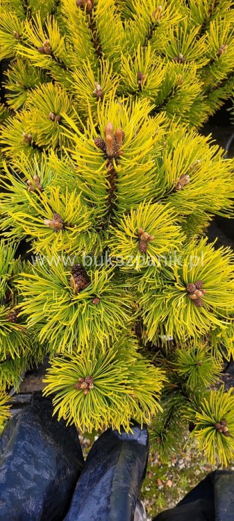 Sosna kosodrzewina 'Golden Glow'- wys. 90cm - Pinus Mugo