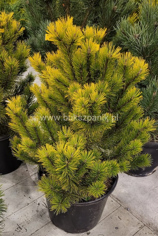 Sosna kosodrzewina 'Golden Glow'- wys. 90cm - Pinus Mugo