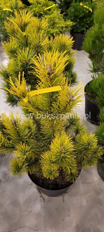 Sosna kosodrzewina 'Golden Glow'- wys. 90cm - Pinus Mugo