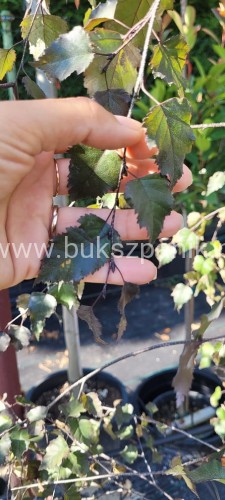 Brzoza Royal Frost.jpg