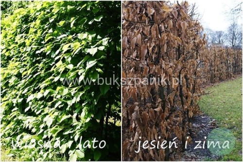 wiosna, zima.jpg Grab pospolity - Carpinus betulus