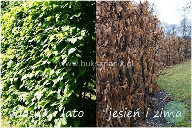 wiosna, zima.jpg Grab pospolity - Carpinus betulus
