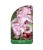 Jabłoń rajska ozdobna OLA - Malus wys. 120-140cm