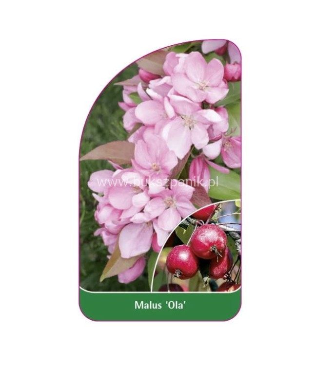 Jabłoń rajska ozdobna OLA - Malus wys. 120-140cm
