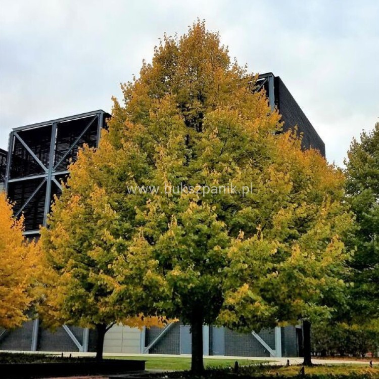 Lipa drobnolistna GREENSPIRE - Tilia cordata