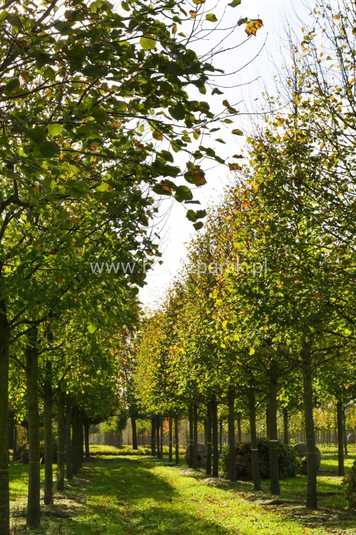 Lipa holenderska PALLIDA - Tilia europea ob 16-18cm