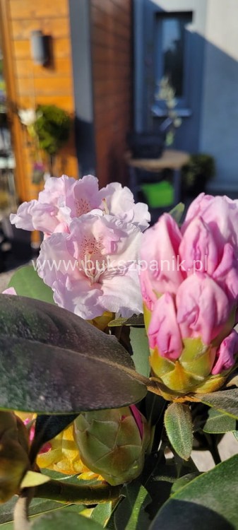 Różanecznik SCHNEEKRONE Rhododendron PA80cm