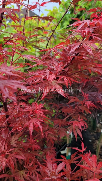Klon Palmowy Shaina- Acer palmatum PA70-90cm, / 40-60 C5