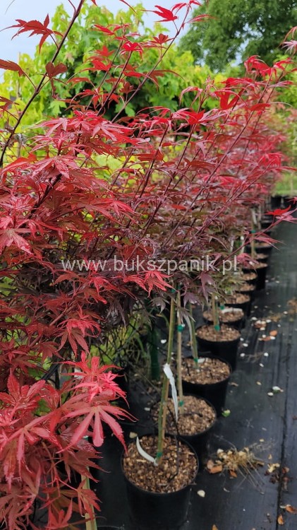 Klon Palmowy Shaina- Acer palmatum PA70-90cm, / 40-60 C5