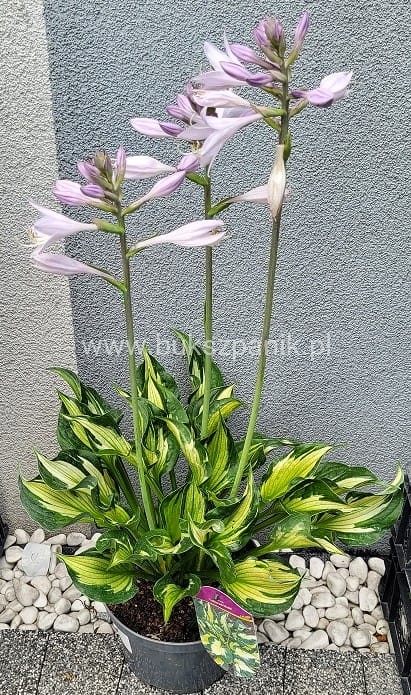 Hosta Colored Hulk Funkia