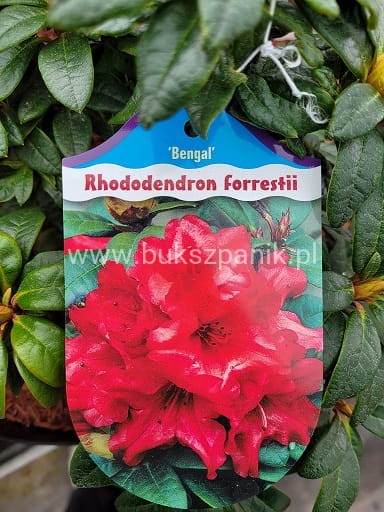 8Różanecznik BENGAL - Rhododendron