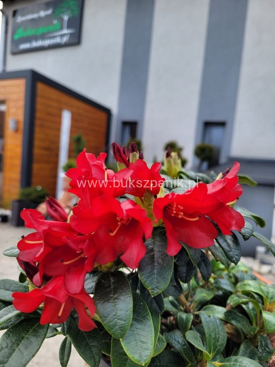 Różanecznik BENGAL - Rhododendron