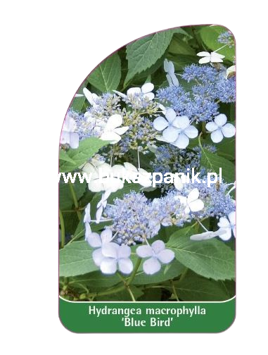 Hortensja piłkowana blue bird.png