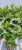 Ostrokrzew Meservy LITTLE RASCAL PA110 - Ilex meserveae C15l