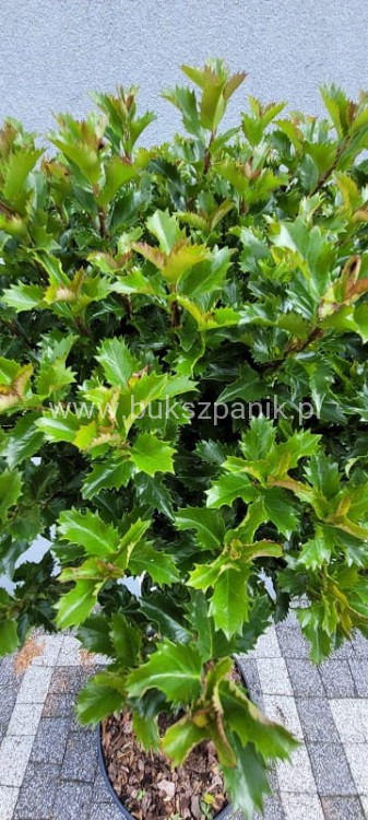 Ostrokrzew Meservy LITTLE RASCAL PA110 - Ilex meserveae C15l