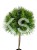 Sosna gęstokwiatowa KIM -PA90-115/15-25cm, c5l Pinus densiflora