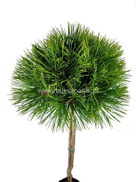 Sosna gęstokwiatowa KIM -PA90-115/15-25cm, c5l Pinus densiflora