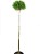 Sosna gęstokwiatowa KIM -PA90-115/15-25cm, c5l Pinus densiflora