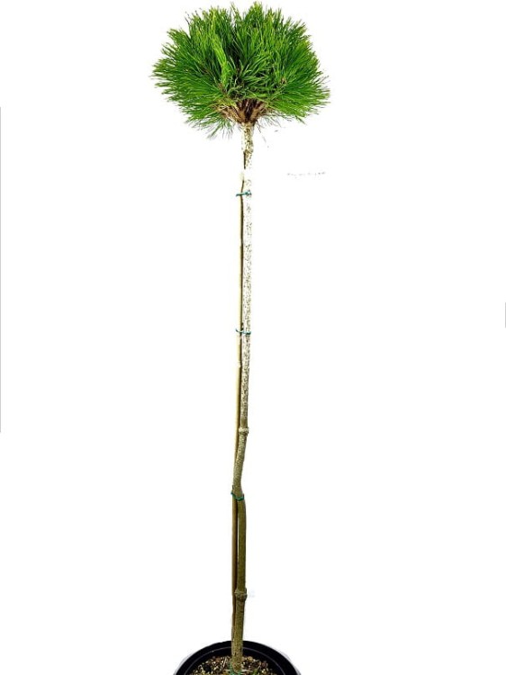 Sosna gęstokwiatowa KIM -PA90-115/15-25cm, c5l Pinus densiflora