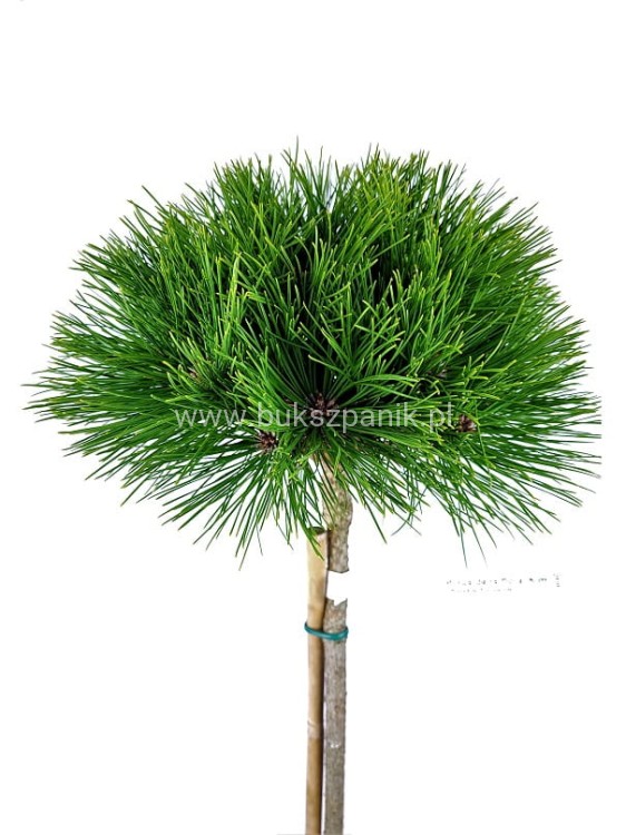 Sosna gęstokwiatowa KIM -PA90-115/15-25cm, c5l Pinus densiflora
