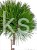 Sosna gęstokwiatowa KIM -PA90-115/15-25cm, c5l Pinus densiflora