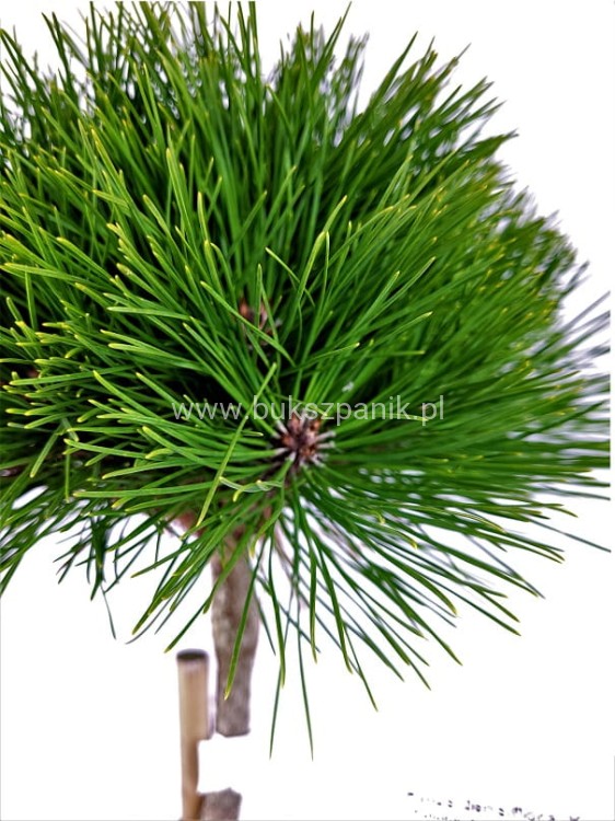 Sosna gęstokwiatowa KIM -PA90-115/15-25cm, c5l Pinus densiflora