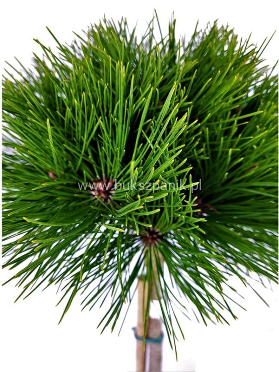 Sosna gęstokwiatowa KIM -PA90-115/15-25cm, c5l Pinus densiflora g