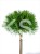 Sosna gęstokwiatowa KIM -PA90-115/15-25cm, c5l Pinus densiflora