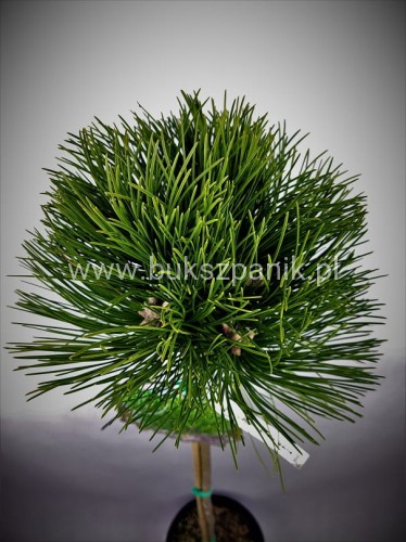 Sosna czarna- Pinus nigra CEBENNENSIS NANA PA 85-100/15-25, C5