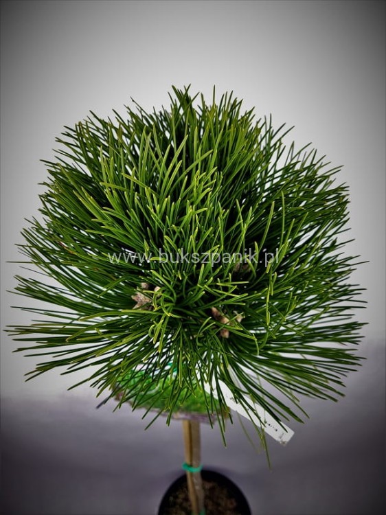 Sosna czarna- Pinus nigra CEBENNENSIS NANA PA 85-100/15-25, C5