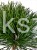 Sosna czarna- Pinus nigra CEBENNENSIS NANA PA 85-100/15-25, C5