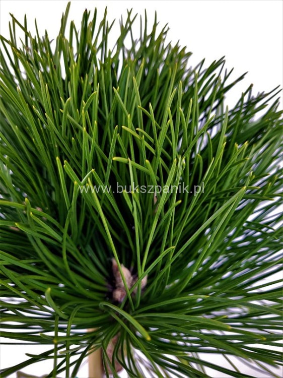 Sosna czarna- Pinus nigra CEBENNENSIS NANA PA 85-100/15-25, C5