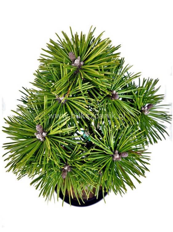 20220204_213839a3.jpg