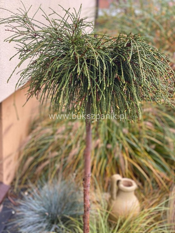 Żywotnik olbrzymi Whipcord - Thuja plicata na PNIU