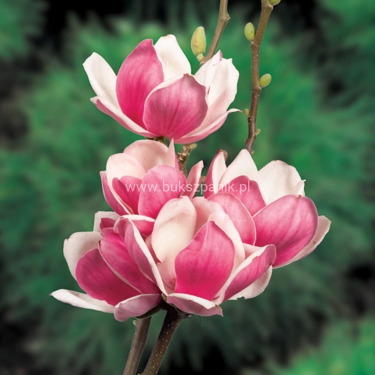 Magnolia soulangeana SATISFACTION - C10, 140cm