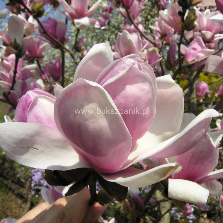 Magnolia soulangeana SATISFACTION - C10, 140cm