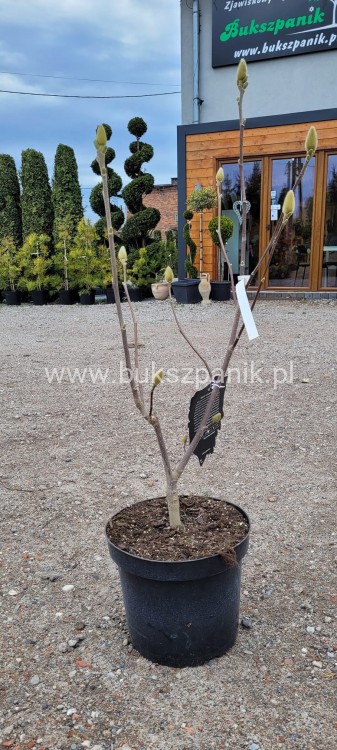 Magnolia soulangeana SATISFACTION - C10, 140cm