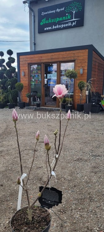 Magnolia soulangeana SATISFACTION - C10, 140cm