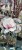 Magnolia soulangeana SATISFACTION - C10, 140cm