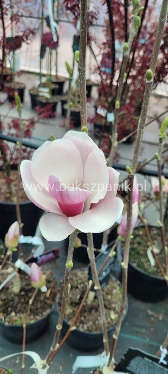Magnolia soulangeana SATISFACTION - C10, 140cm