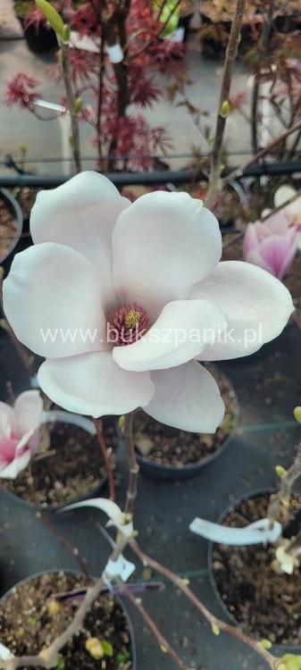 Magnolia soulangeana SATISFACTION - C10, 140cm