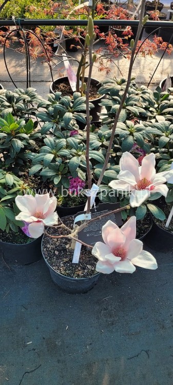 Magnolia soulangeana SATISFACTION - C10, 140cm