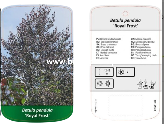 Brzoza brodawkowata ROYAL FROST- Betula Pendula