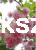 kiku.PNG