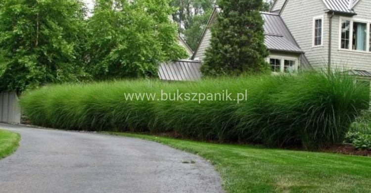 Miskant chiński - 'Gracillimus' Miscanthus sinensis C5