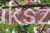 prunus kiku.jpg
