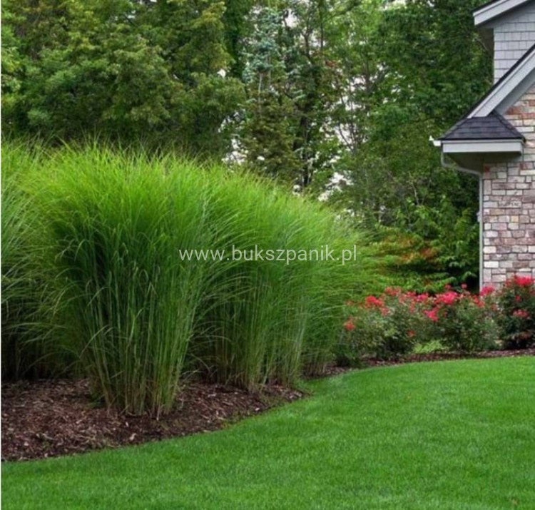 Miskant chiński - 'Gracillimus' Miscanthus sinensis C5