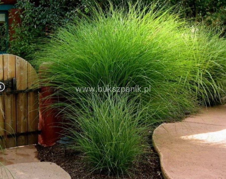 Miskant chiński - 'Gracillimus' Miscanthus sinensis C5