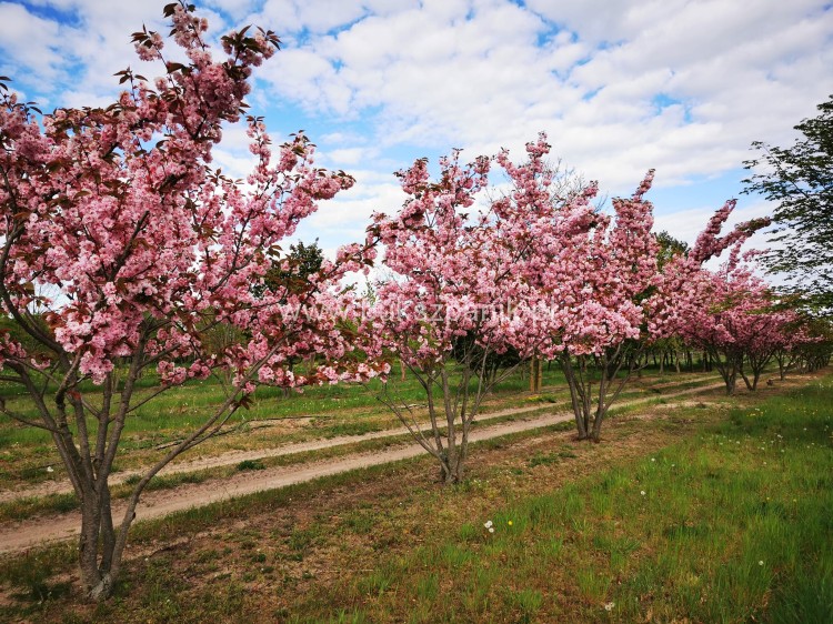 Wiśnia piłkowana Royal Burgundy- Prunus serrulata